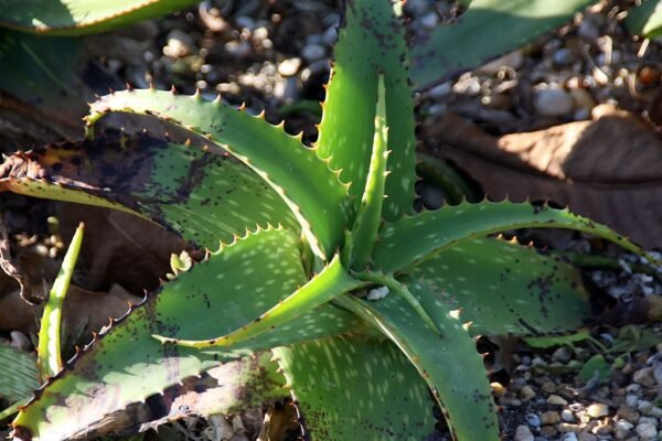 Az Aloe vera gondozása egyszerűbb, mint hinnéd!