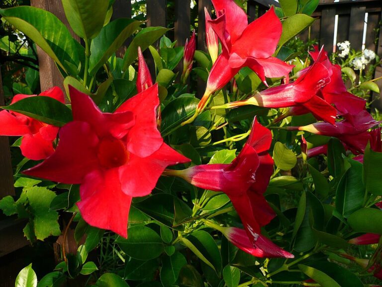 A Tölcsérjázmin gondozása lépésről lépésre