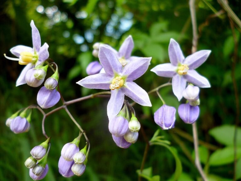 A Csucsor gondozása pofonegyszerű lépésekben - Solanum