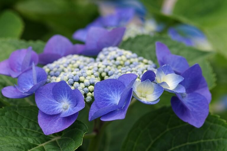 A Hortenzia gondozása és teleltetése néhány egyszerű lépésben! (Hydrangea)