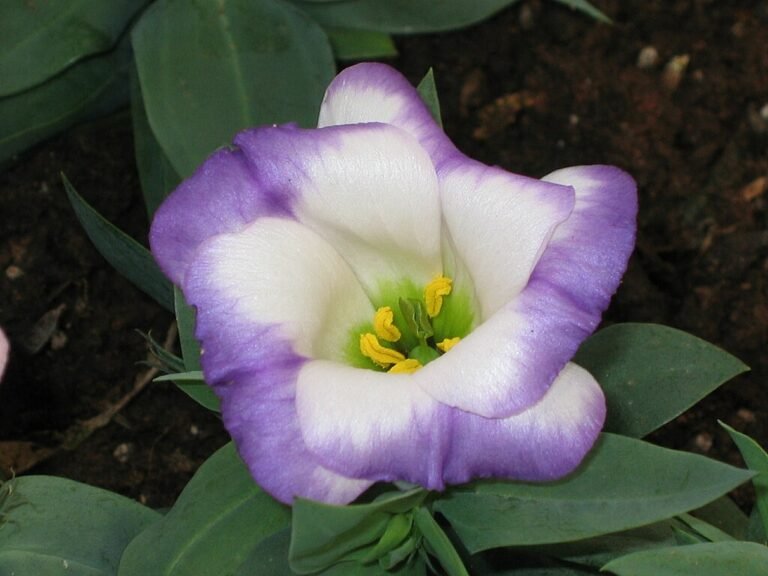 A liziantusz gondozása - Eustoma russellianum