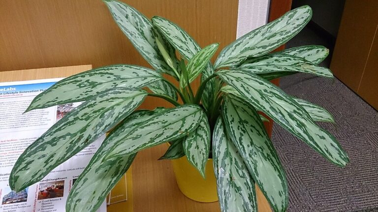 A legszebb, kevés fényt igénylő szobanövények